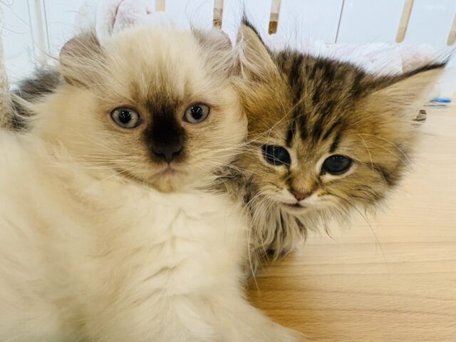 アメリカンカール