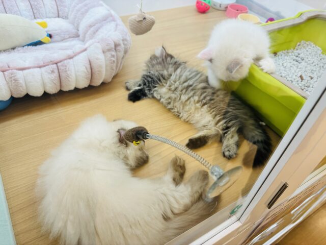 アメリカンカール