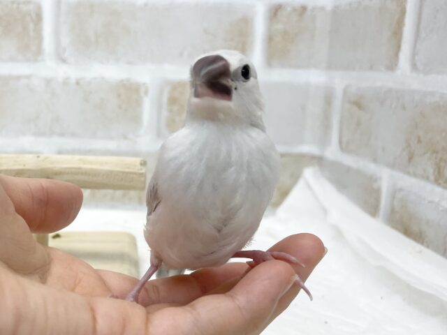 シルバー文鳥