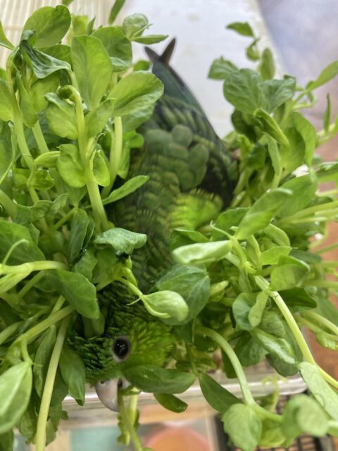 サザナミインコ