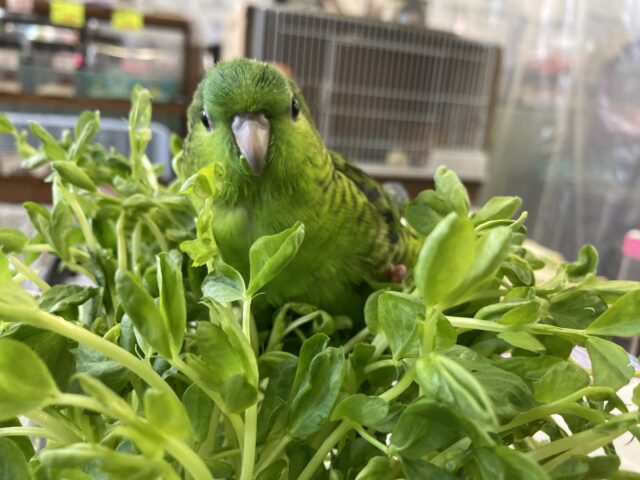 サザナミインコ