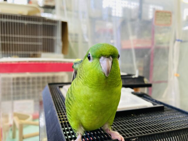 サザナミインコ