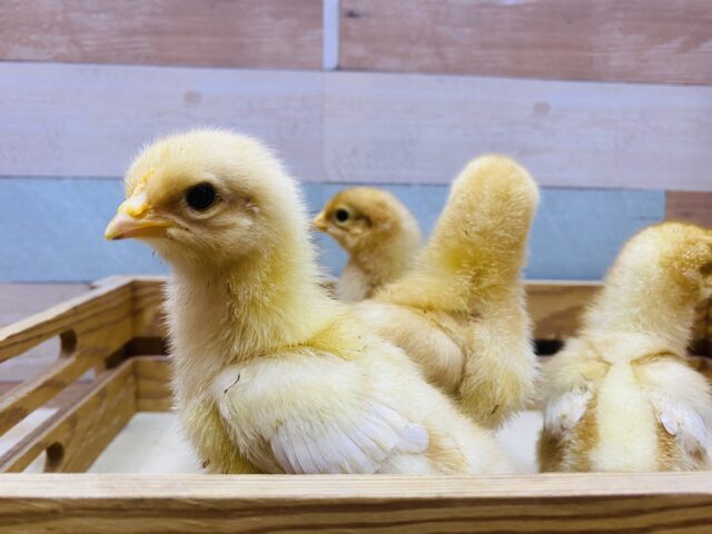 ボリスブラウン