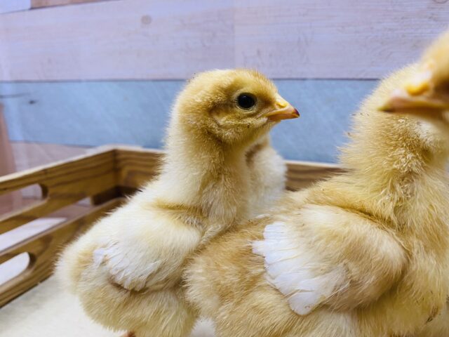 ボリスブラウン