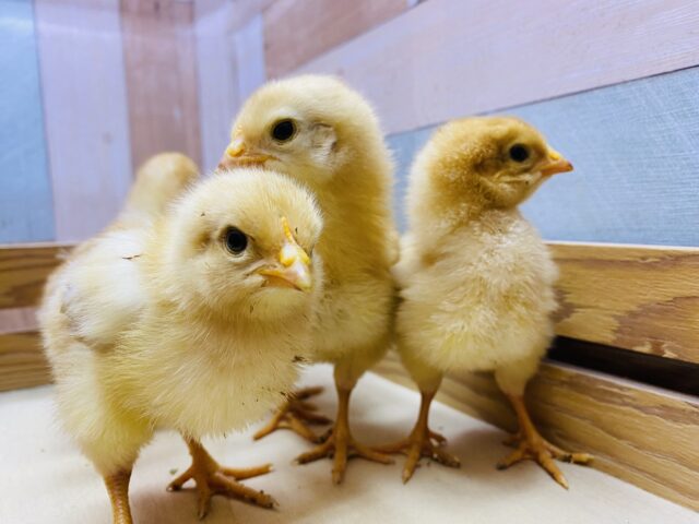 ボリスブラウン