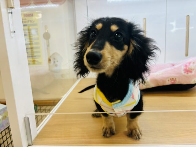 ミニチュアダックス