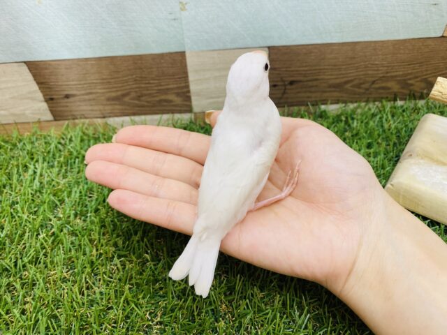 白文鳥