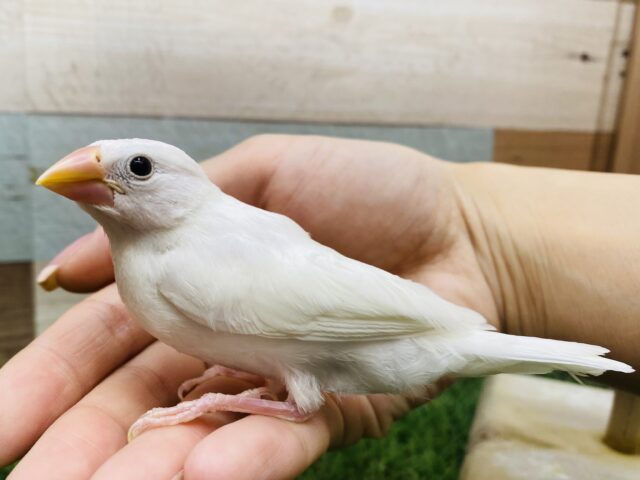 白文鳥