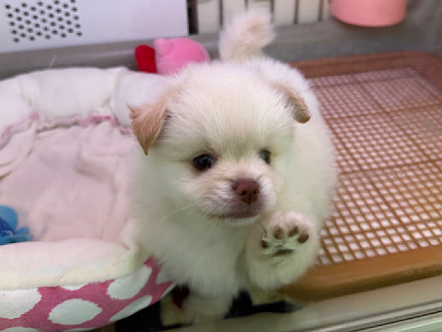 ポメペキ（ペキポメ）