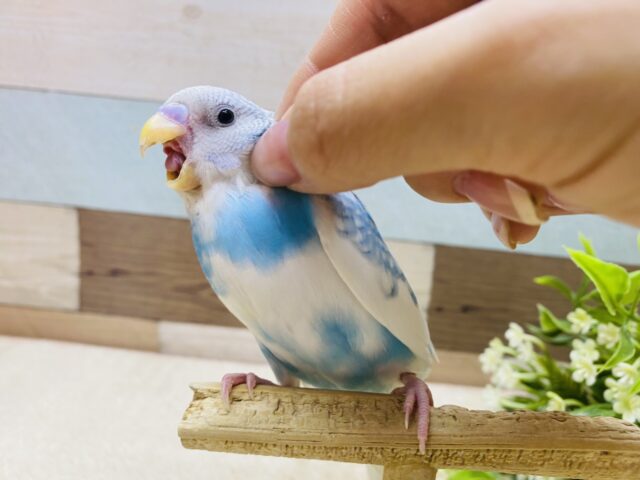セキセイインコ