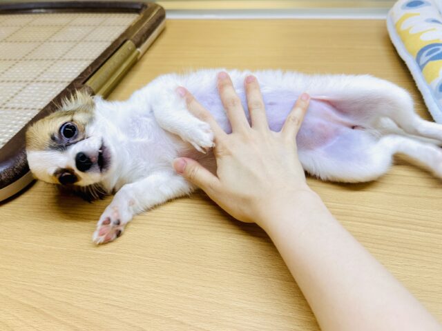 ポメチー（ポメチワ）