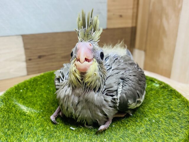 オカメインコ