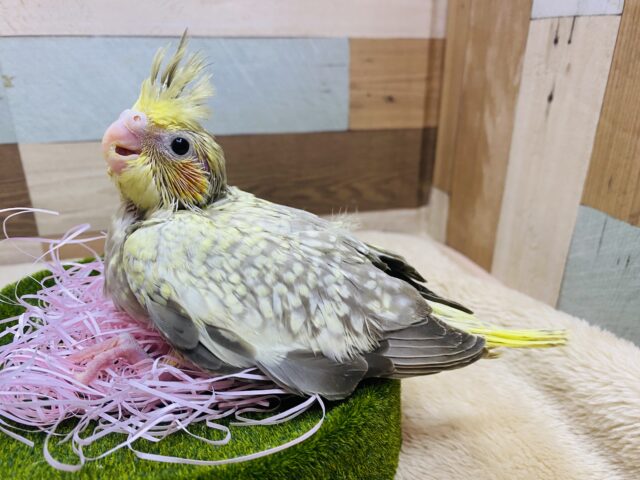オカメインコ