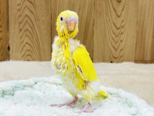 セキセイインコ