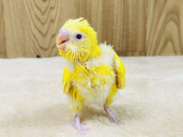 セキセイインコ