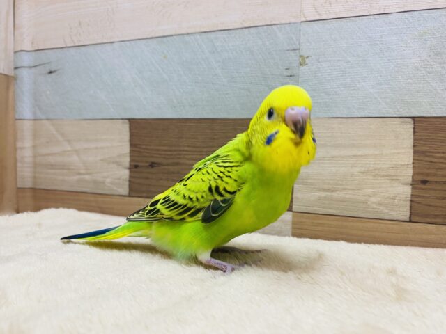 セキセイインコ