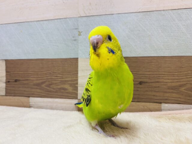 セキセイインコ