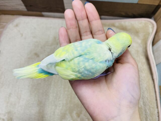 セキセイインコ