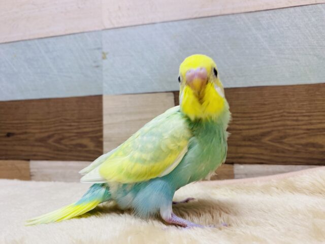 セキセイインコ