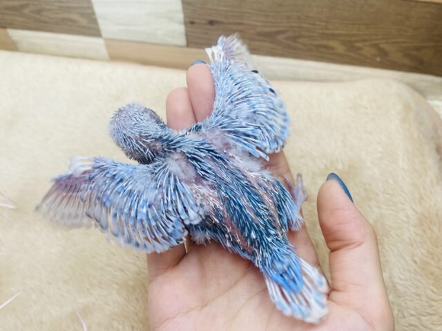 セキセイインコ