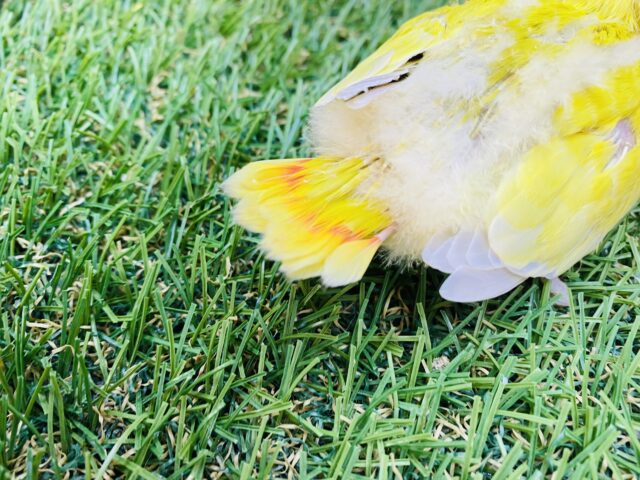 コザクラインコ（小桜インコ）