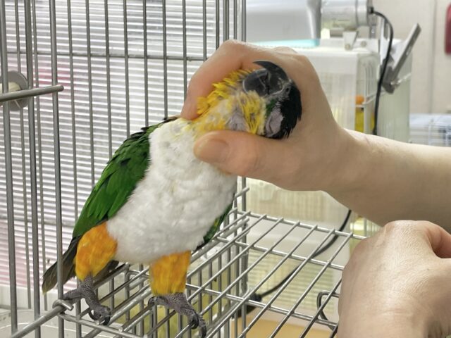 ズグロシロハラインコ