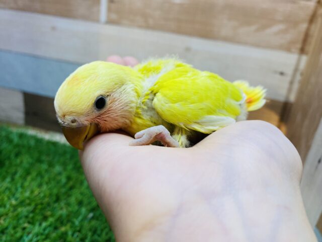 コザクラインコ（小桜インコ）