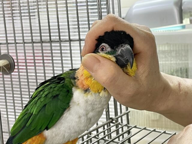 ズグロシロハラインコ