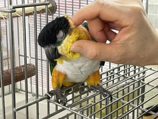 ズグロシロハラインコ