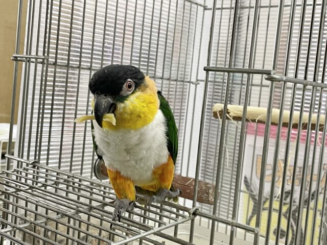 ズグロシロハラインコ