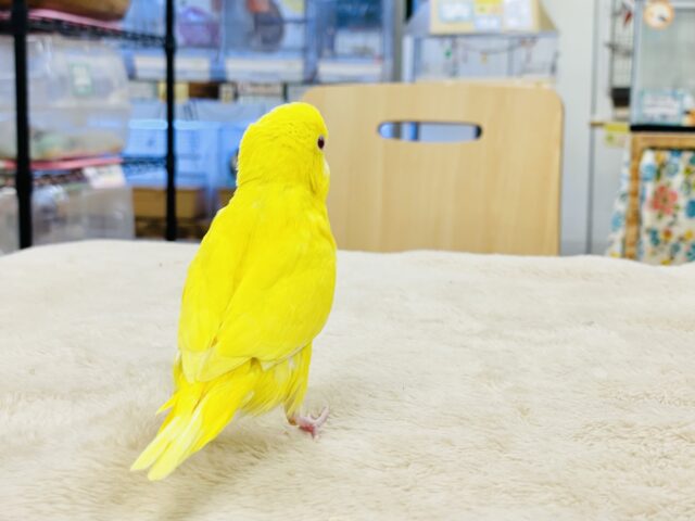 セキセイインコ