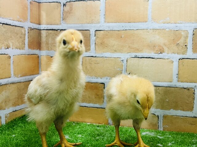 ボリスブラウン