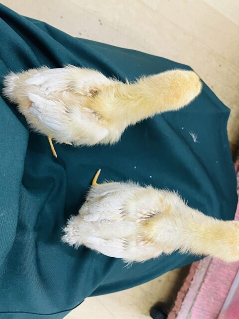 ボリスブラウン