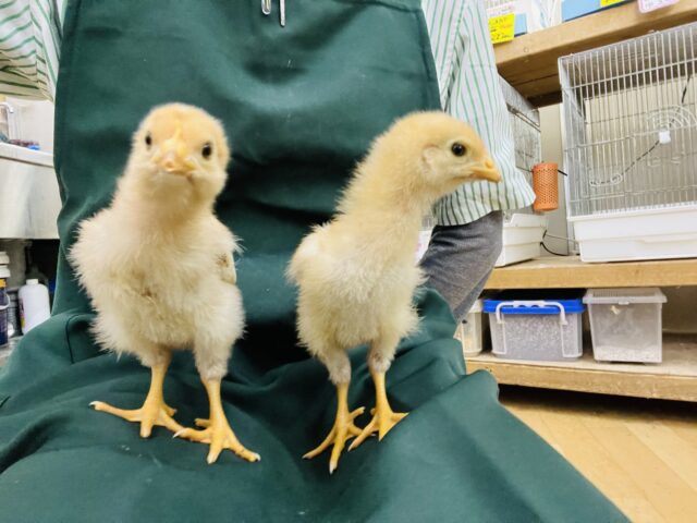 ボリスブラウン