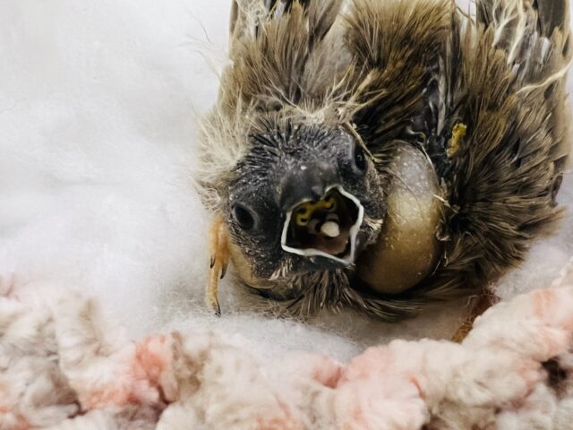 錦花鳥（キンカチョウ）