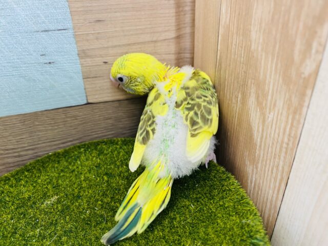 セキセイインコ