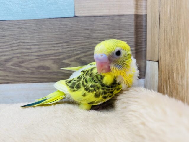 セキセイインコ