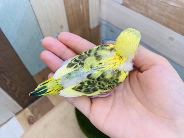 セキセイインコ