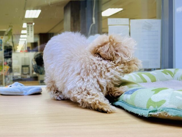大人気のミックス犬!おっとりマルプーちゃん𐔌ᵔ ܸ>⩊<︎︎ ܸᵔ 𐦯 マルプー