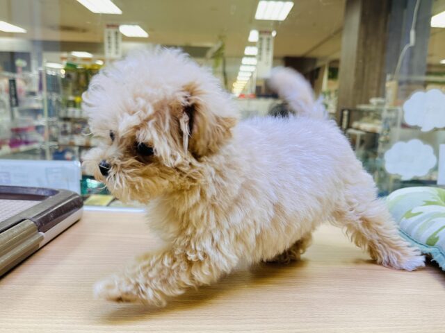 大人気のミックス犬!おっとりマルプーちゃん𐔌ᵔ ܸ>⩊<︎︎ ܸᵔ 𐦯 マルプー