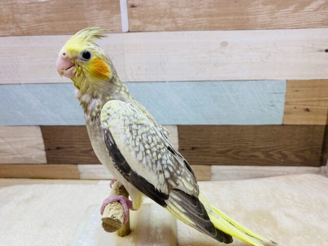 オカメインコ