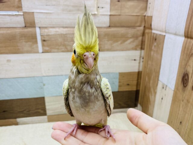 オカメインコ