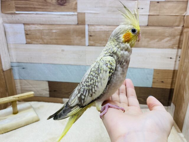 オカメインコ