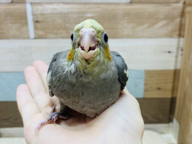 オカメインコ