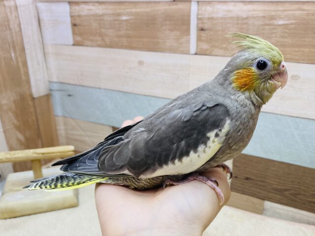 オカメインコ