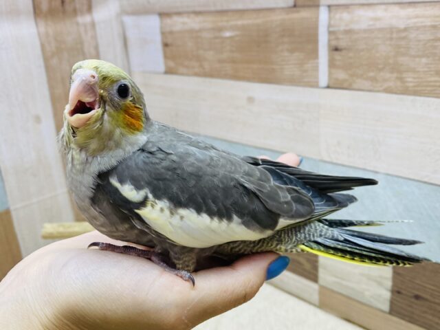 オカメインコ