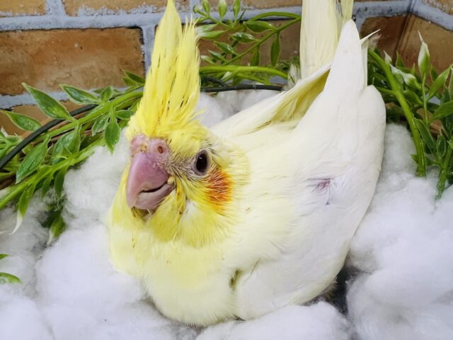 オカメインコ