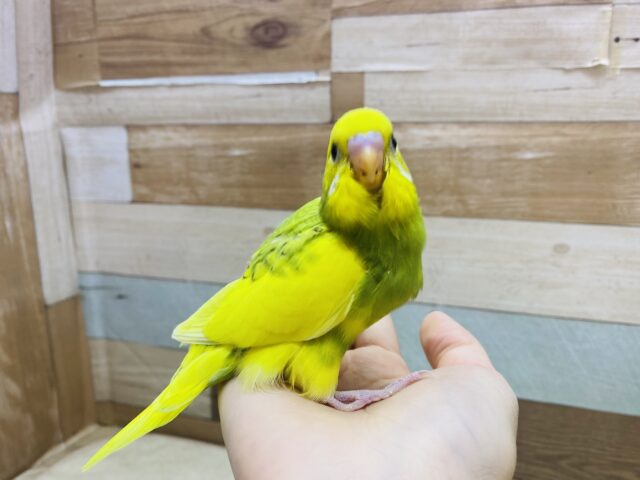 セキセイインコ