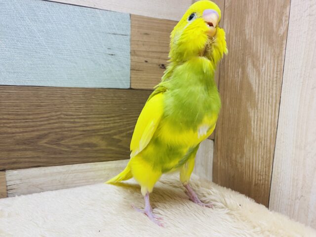 セキセイインコ