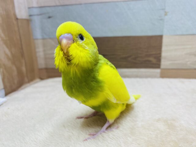 セキセイインコ